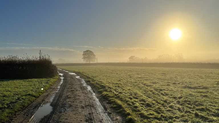 morning fields